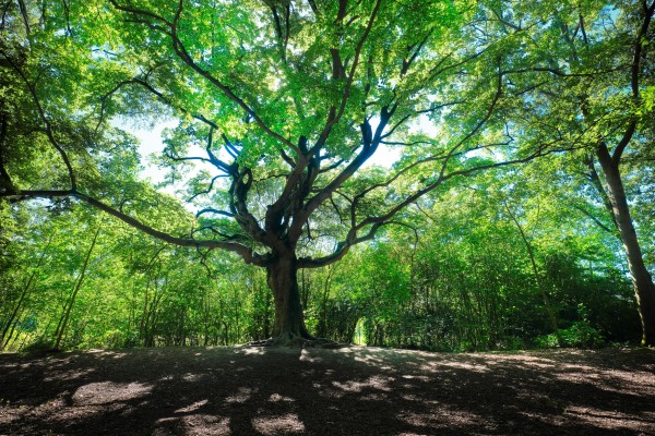 Genomineerde bomen van het jaar 2019-Noord Brabant-Liggend-web.jpg