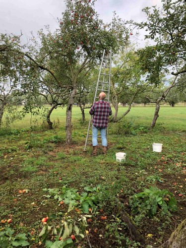 appels plukken 2 SMALL
