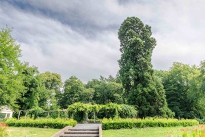 Mammoetboom Enschede