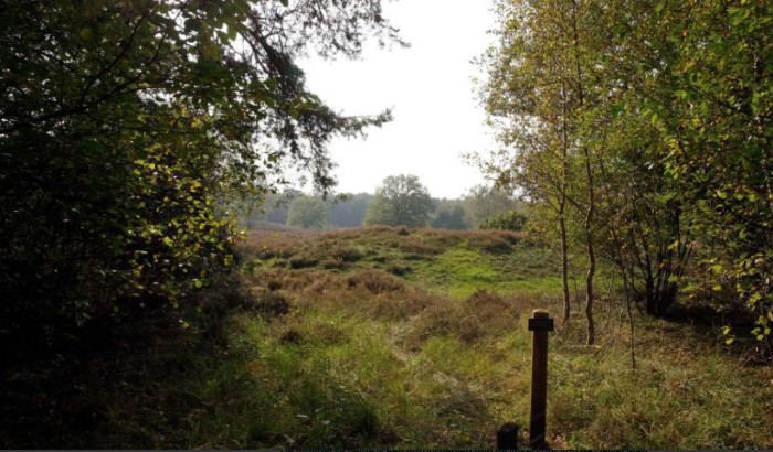 manderheide foto