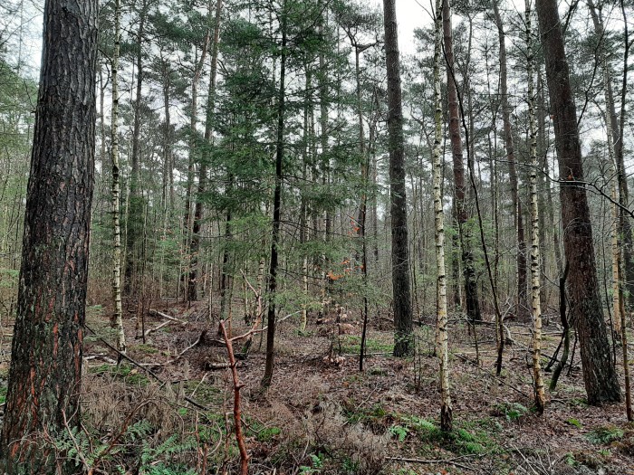 Bieduinen