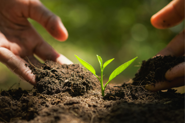 Agroforestry excursie