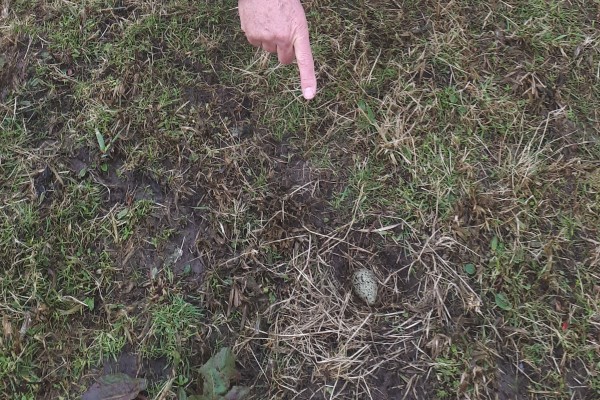 20190306_104510_Koelewijn_ei-alleen.jpg