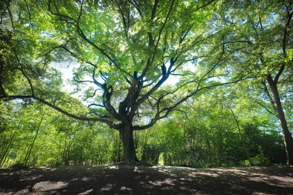 Genomineerde bomen 2019-Noord Brabant-Liggend-.jpg