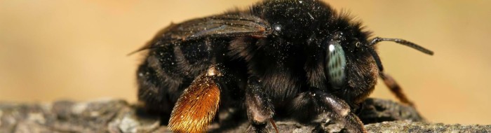 anthophora_retusa_zwarte-sachembij (1)